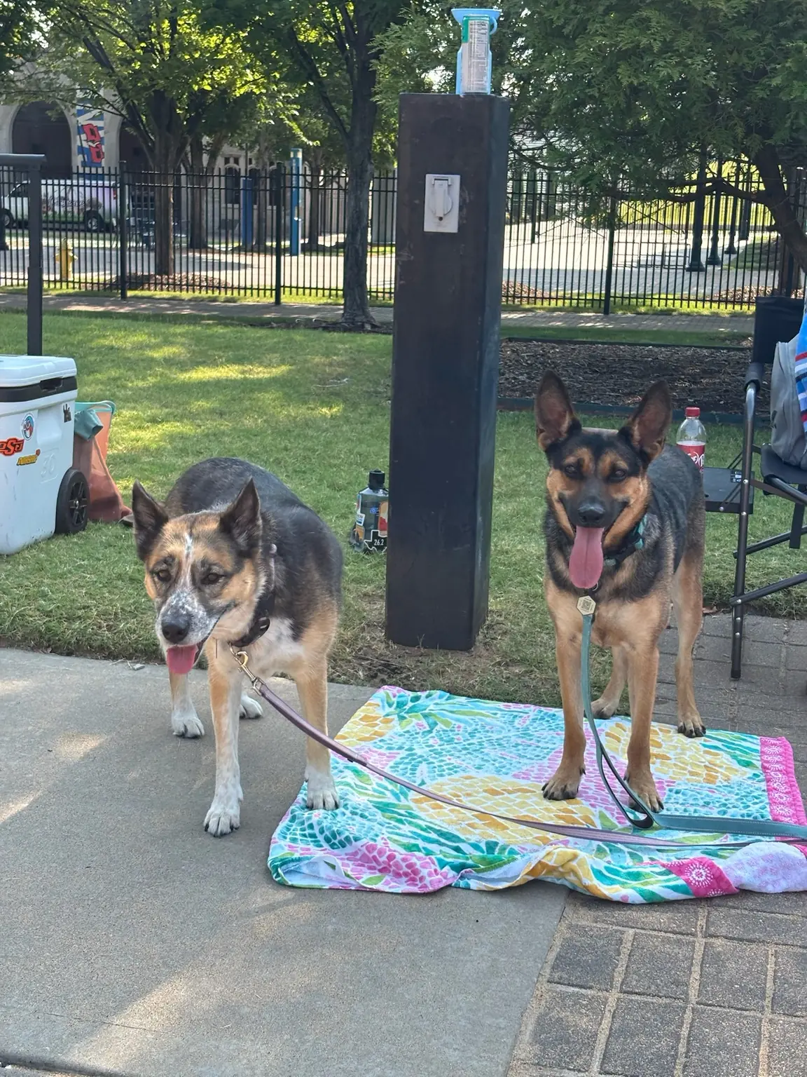 Two dogs rest on a colorful blanket beside the TU Sand Courts