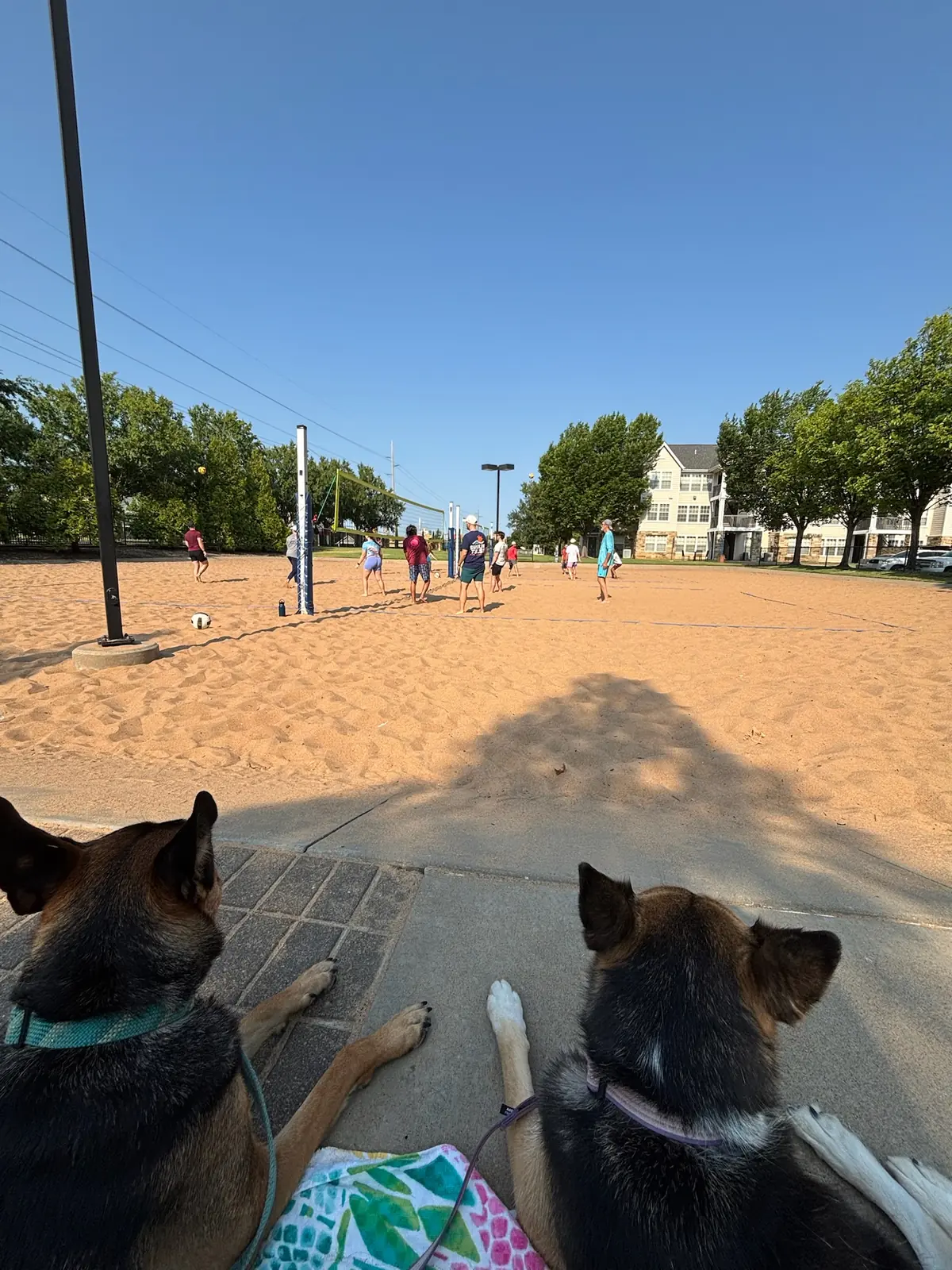 Two dogs watch Sandline pickup games from the shade beside the courts