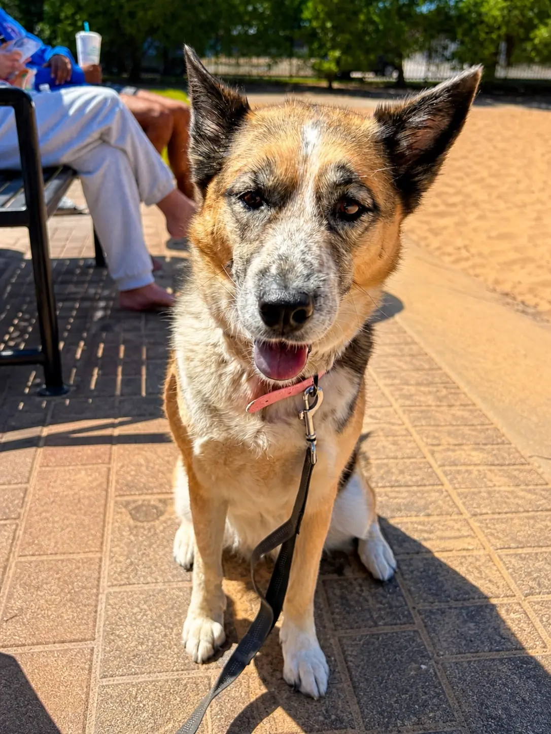 A friendly dog sitting courtside at a Sandline pickup